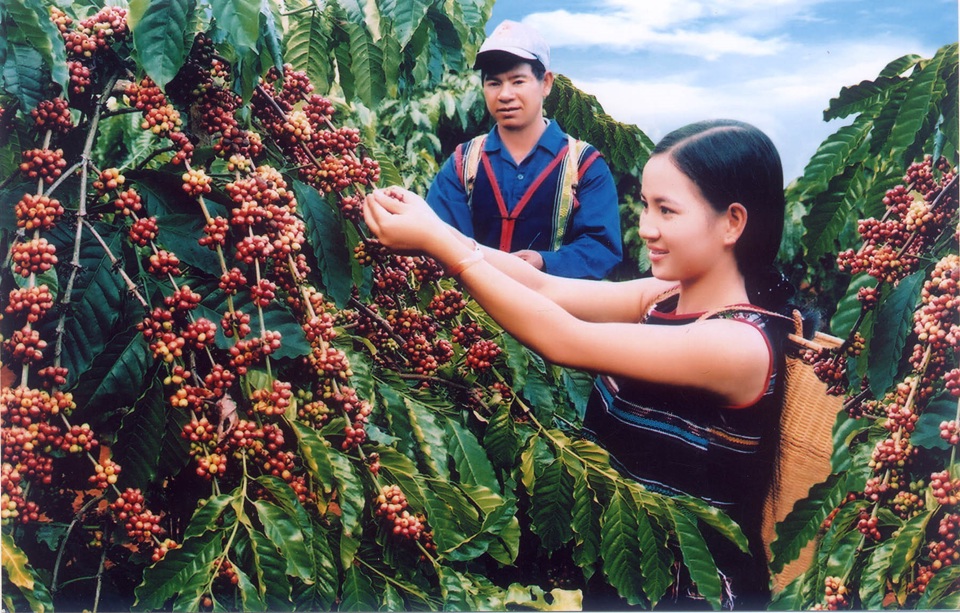 Gi&aacute; c&agrave; ph&ecirc; h&ocirc;m nay 6/5: gi&aacute; c&agrave; ph&ecirc; c&ograve;n giảm đến đ&acirc;u trong tuần n&agrave;y?