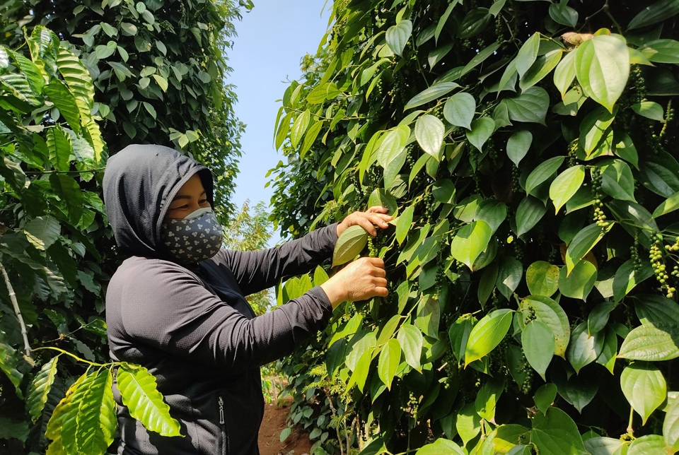 Gi&aacute; ti&ecirc;u h&ocirc;m nay 6/5: gi&aacute; ti&ecirc;u vượt c&agrave; ph&ecirc;, tuần n&agrave;y c&ograve;n tăng tiếp?