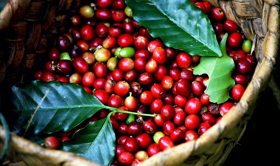 Giá cà phê hôm nay 7/5: xuống dưới 100.000 đồng/kg, cà phê còn giảm đến đâu?