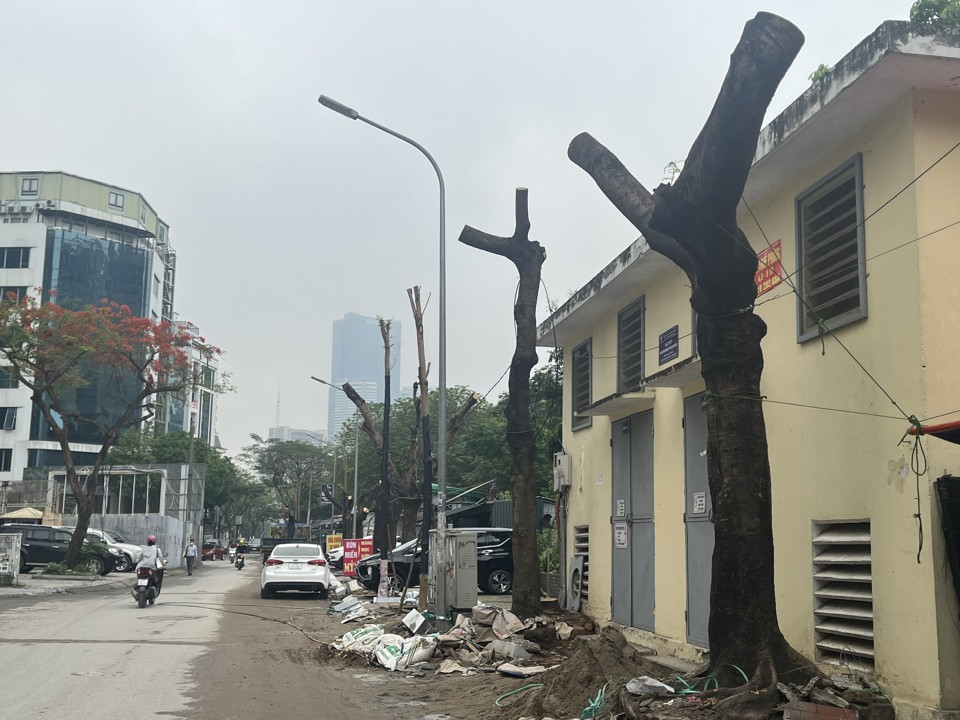 Hàng cây sau khi cắt tỉa không còn cành, nhánh tại phường Dịch Vọng Hậu, quận Cầu Giấy.