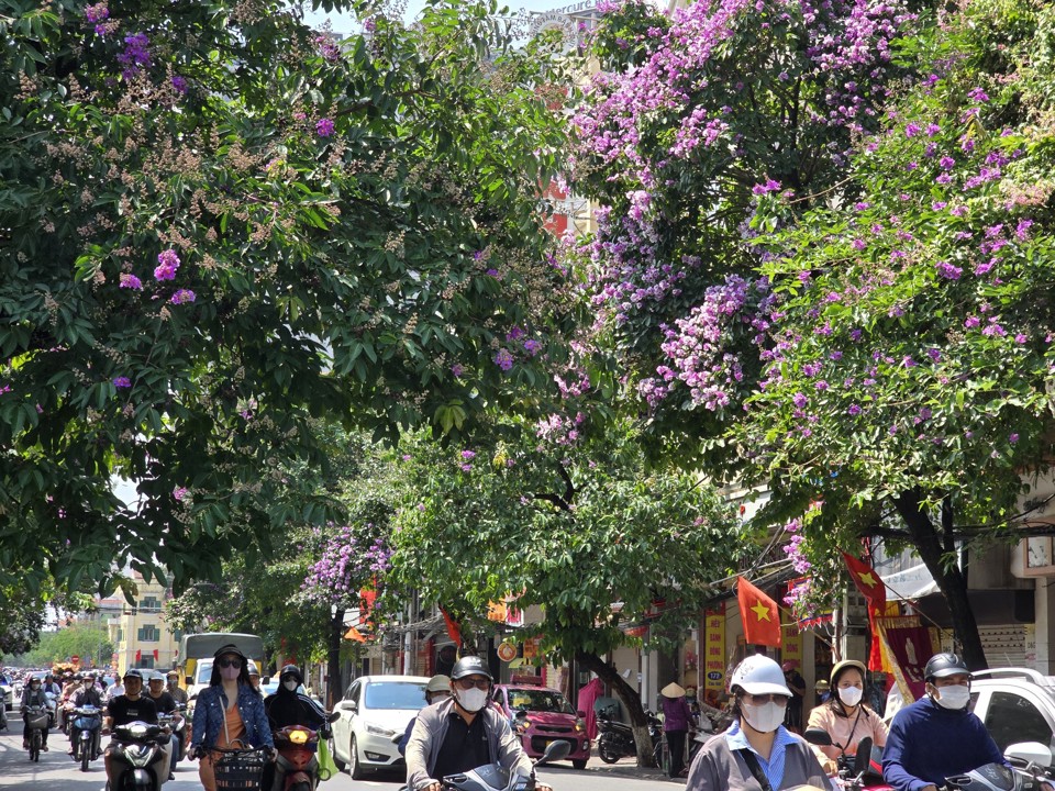 Hoa bằng lăng c&oacute; m&agrave;u t&iacute;m đậm hoặc t&iacute;m nhạt, hồng, đỏ... kết th&agrave;nh từng ch&ugrave;m đẹp mắt. Ảnh Hải Yến