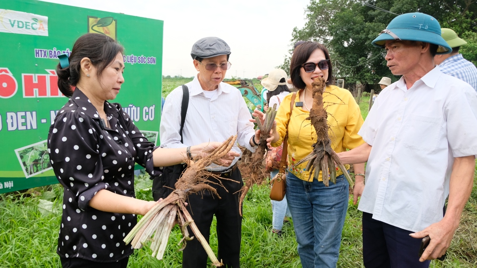 Đ&aacute;nh gi&aacute; chất lượng củ ngưu b&agrave;ng sau thu hoạch tr&ecirc;n đồng ruộng.