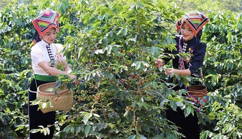 Giá cà phê hôm nay 11/5: Robusta giằng co, Arabica quay đầu sau 3 ngày tăng