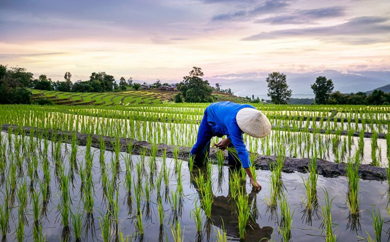 Giá lúa gạo hôm nay 11/5/2024: giá lúa tăng nhẹ. Ảnh minh họa.