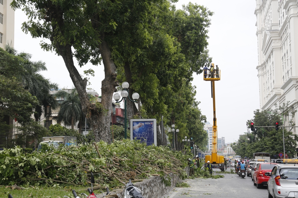 Cắt tỉa cành cây phòng, chống mưa bão. Ảnh: Thanh Hải