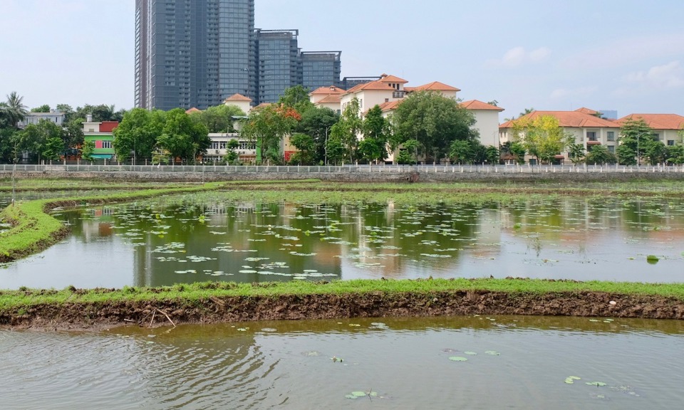 Sen baacute;ch diệp được trồng tại hồ Đầu Đồng (phường Quảng An, quận Tacirc;y Hồ).