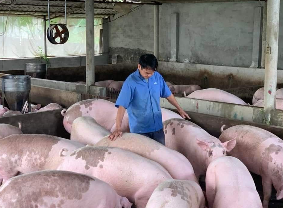 Gi&aacute; heo hơi h&ocirc;m nay 14/5/2024: duy tr&igrave; đ&agrave; tăng 1.000 - 2.000 đồng/kg tr&ecirc;n cả&nbsp;nước.