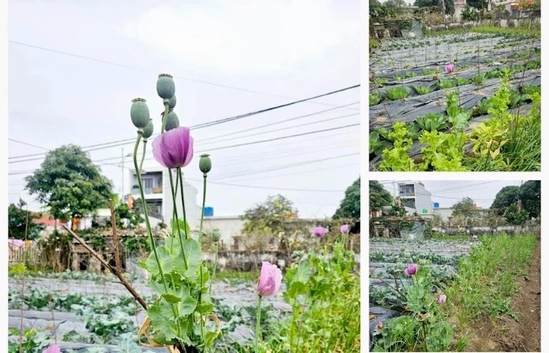 Nam Định: phát hiện vườn rau có gần 900 cây thuốc phiện - Ảnh 1