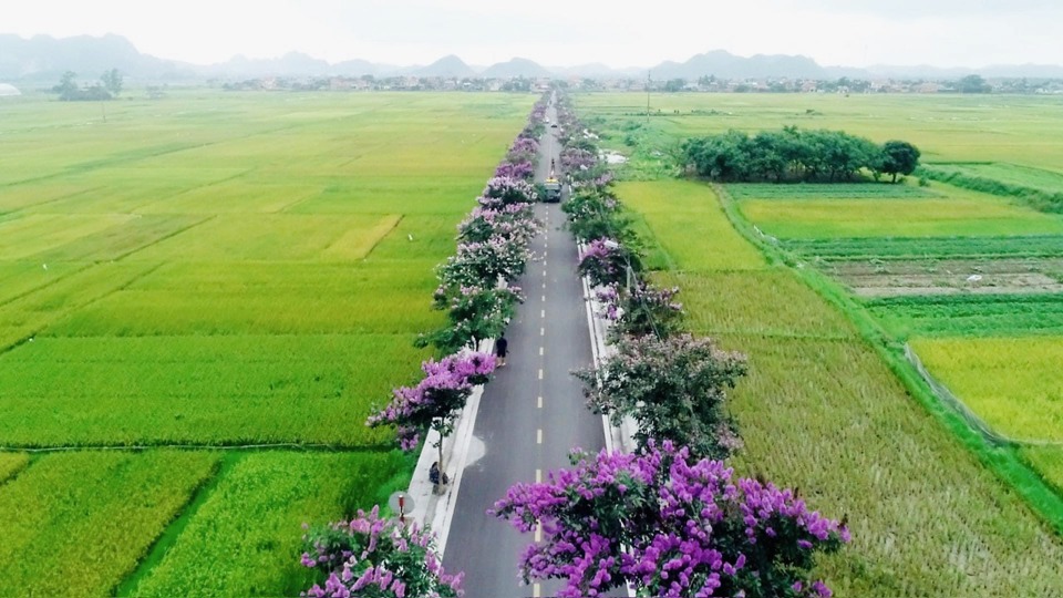 Tuyến đường hoa bằng lăng d&agrave;i gần 1km nối từ QL18 đến trung t&acirc;m của khu Nội Ho&agrave;ng Đ&ocirc;ng, phường Ho&agrave;ng Quế đang l&agrave; địa điểm check-in l&yacute; tưởng của người d&acirc;n v&agrave; du kh&aacute;ch. Ảnh: CTV