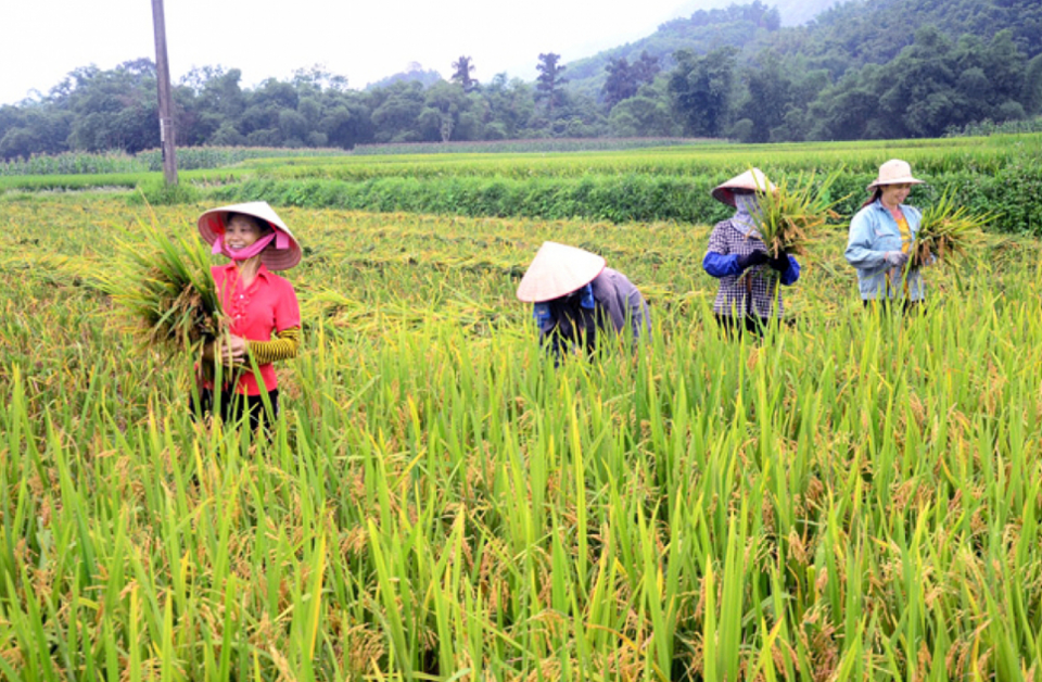 Gi&aacute; l&uacute;a gạo h&ocirc;m nay 17/5/2024: gi&aacute; gạo xuất khẩu tăng nhẹ. Ảnh minh họa.