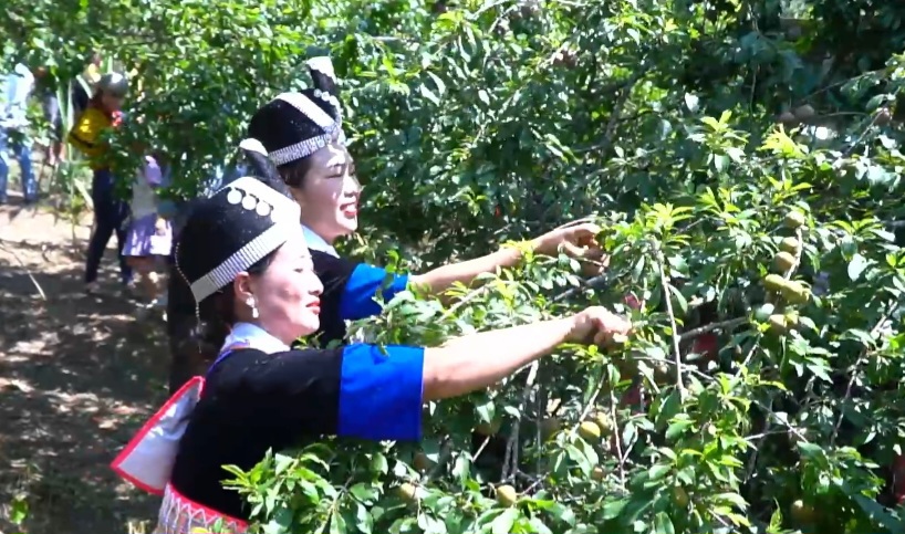 Ng&agrave;y hội h&aacute;i mận của người d&acirc;n x&atilde; Mường Lống (huyện Kỳ Sơn, Nghệ An) h&agrave;ng năm đều tổ chức đ&uacute;ng ng&agrave;y sinh nhật Chủ tịch Hồ Ch&iacute; Minh, ng&agrave;y 19/5. Với người d&acirc;n nơi đ&acirc;y cũng như du kh&aacute;ch, đ&acirc;y l&agrave; dịp &yacute; nghĩa nhất vừa thể hiện nhớ ơn nguồn cội, nhớ ơn B&aacute;c Hồ, cũng l&agrave; ng&agrave;y mang nhiều &yacute; nghĩa của người đồng b&agrave;o d&acirc;n tộc M&ocirc;ng, Th&aacute;i...