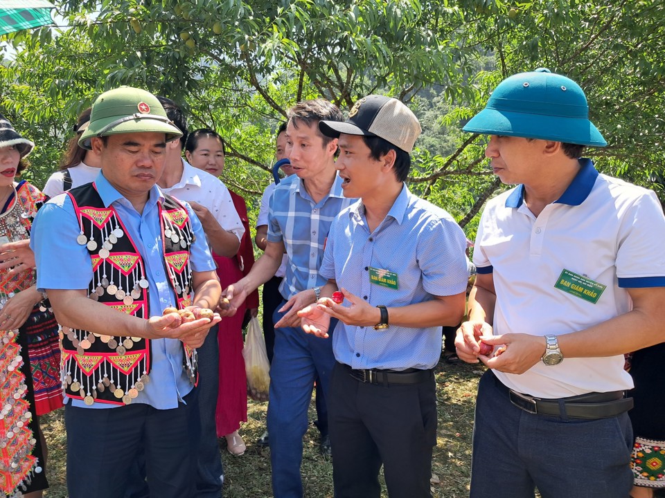 Chủ tịch UBND huyện Kỳ Sơn Nguyễn Viết H&ugrave;ng (mặc &aacute;o đồng b&agrave;o v&ugrave;ng cao) th&ocirc;ng tin, ng&agrave;y hội h&aacute;i mận trở th&agrave;nh n&eacute;t văn h&oacute;a đặc sắc với người d&acirc;n Mường Lống v&agrave; người d&acirc;n huyện Kỳ Sơn. Ng&agrave;y hội cũng l&agrave; dịp để du kh&aacute;ch xa gần c&oacute; dịp được trải nghiệm, được h&ograve;a nhịp với văn h&oacute;a, ấm thực đặc sắc của người d&acirc;n bản địa.