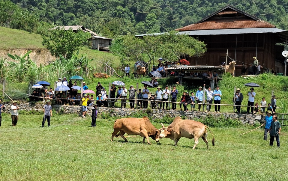 Hội chọi b&ograve;, một hoạt động đặc sắc thu h&uacute;t du kh&aacute;ch.&nbsp;