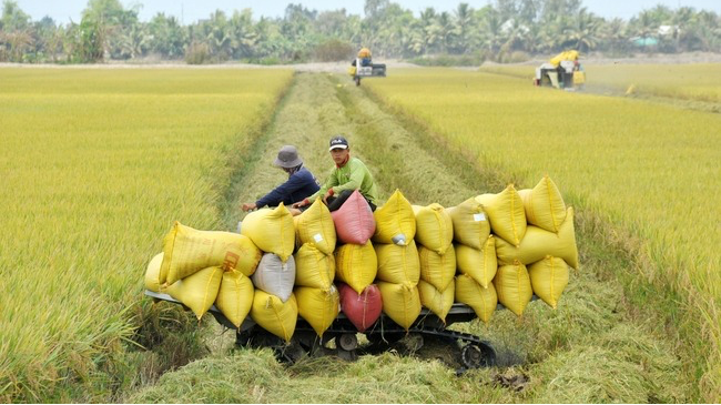 Giá lúa gạo hôm nay 20/5/2024: giá gạo ít biến động. Ảnh minh hoạ. 