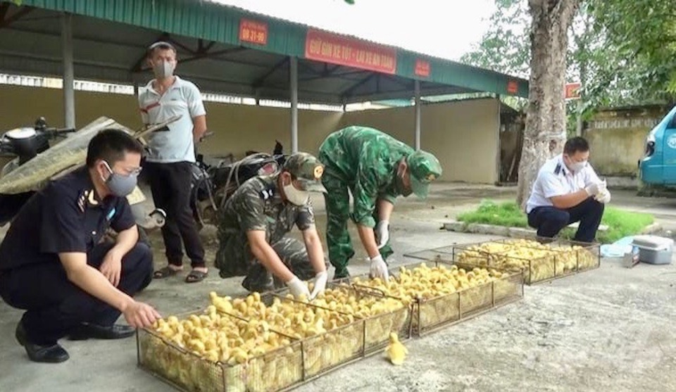 Kiểm so&aacute;t chặt gia s&uacute;c, gia cầm nhập lậu l&agrave; giải ph&aacute;p hết sức quan trọng để ng&agrave;nh chăn nu&ocirc;i ph&aacute;t triển bền vững.