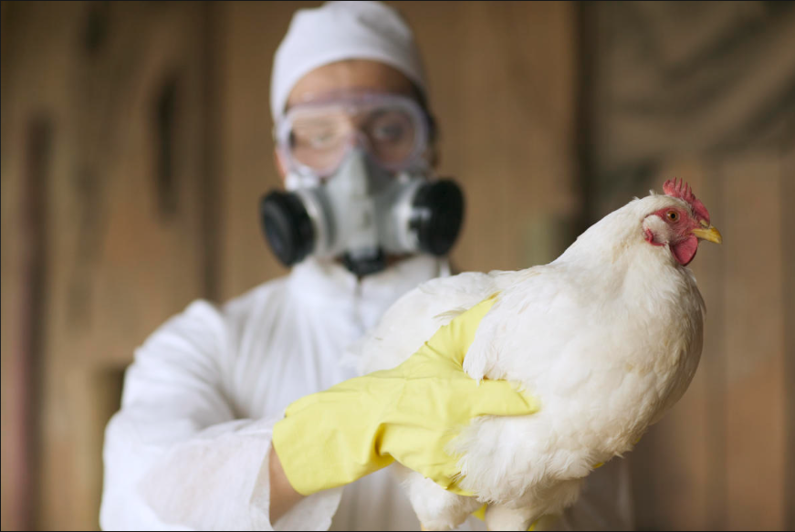 Một b&aacute;c sĩ đang bế một con g&agrave; nhiễm H5N1 tại một trang trại ở Canada. Ảnh: Karyn