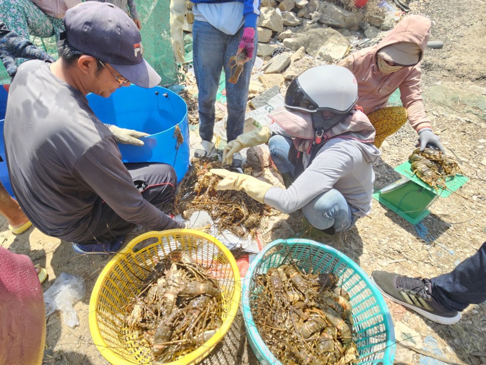 Gi&aacute; t&ocirc;m chết giảm s&acirc;u so với gi&aacute; t&ocirc;m thương phẩm được thương l&aacute;i thu mua trước đ&oacute;. (Ảnh: B&ugrave;i Nguyệt)