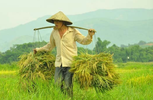 Giá lúa gạo hôm nay 21/5/2024: giá gạo tăng, giá lúa chững. Ảnh minh họa.