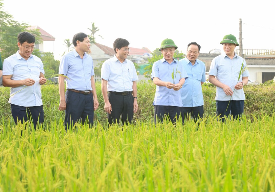 Đồng ch&iacute; Chủ tịch UBND tỉnh Phạm Đ&igrave;nh Nghị kiểm tra l&uacute;a xu&acirc;n tại x&atilde; Đại Thắng (Vụ Bản). Ảnh Viết Dư