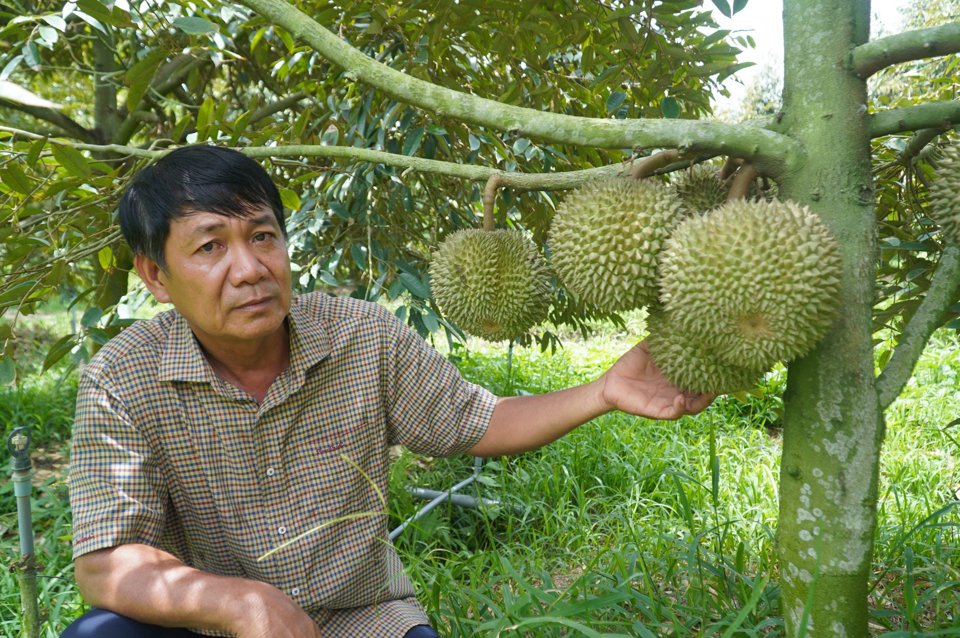 &Ocirc;ng Nguyễn Ho&agrave;ng Oanh b&ecirc;n vườn sầu ri&ecirc;ng trị gi&aacute; tiền tỉ của m&igrave;nh. Ảnh NC