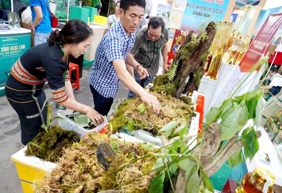 Như "một bữa tiệc đầy m&agrave;u sắc" về s&acirc;m, hương liệu, dược liệu, c&aacute;c loại s&acirc;m v&agrave; sản phẩm chế biến từ s&acirc;m được trưng b&agrave;y tại nhiều gian h&agrave;ng v&ocirc; c&ugrave;ng đa dạng.&nbsp;