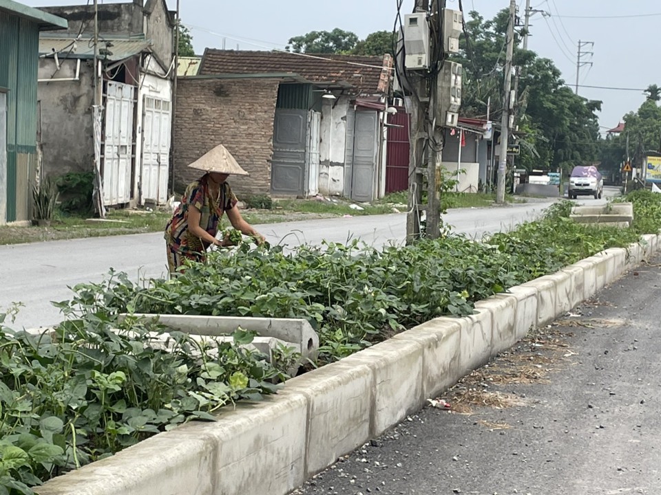 Người d&acirc;n tranh thủ trồng rau xanh ở&nbsp; TL428