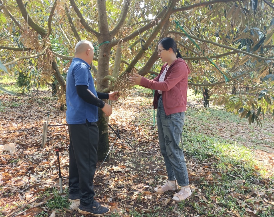 C&aacute;n bộ ng&agrave;nh n&ocirc;ng nghiệp tuy&ecirc;n truyền người d&acirc;n kh&ocirc;ng tăng &ldquo;n&oacute;ng&rdquo; diện t&iacute;ch m&agrave; cần quan t&acirc;m đến chất lượng của sản phẩm tr&aacute;i sầu ri&ecirc;ng.