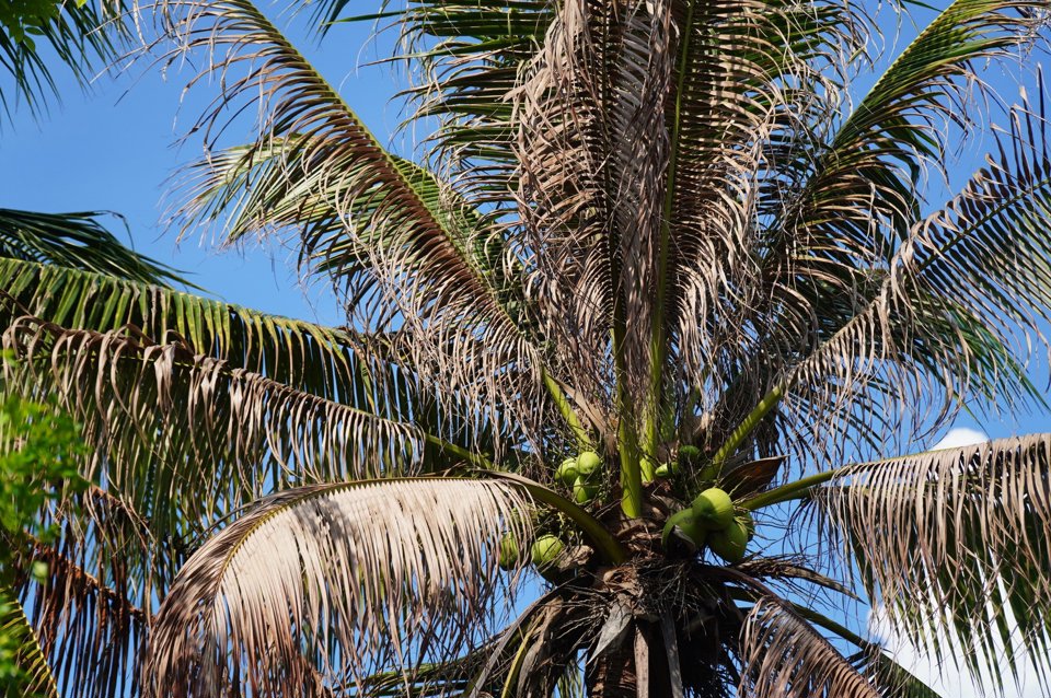 Hơn 2.600 ha diện t&iacute;ch trồng dừa ở Bến Tre bị s&acirc;u đầu đen tấn c&ocirc;ng.