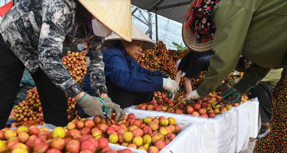 C&aacute;c vựa tất bật thu mua vải thiều.&nbsp;