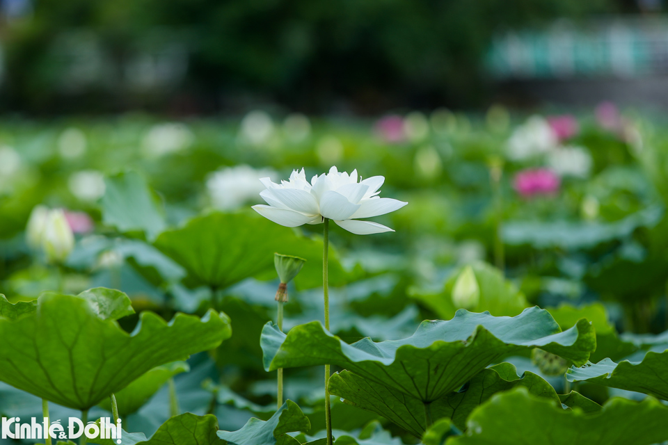 Theo như c&aacute;c chủ đầm, hiện tại sen nở quanh hồ T&acirc;y chủ yếu l&agrave; sen Th&aacute;i.