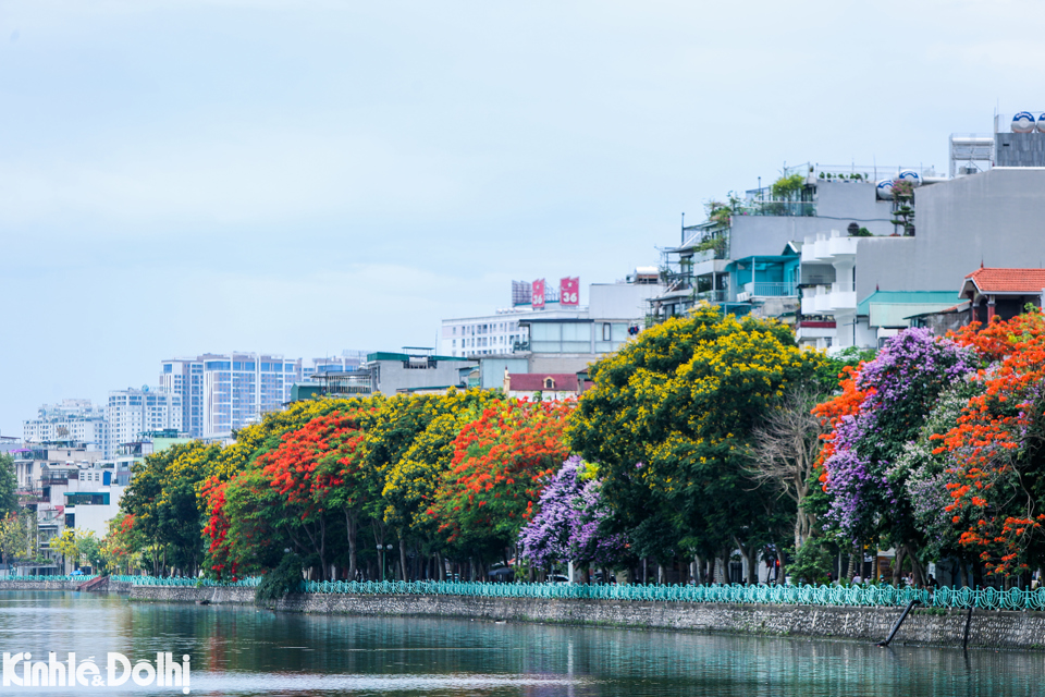 Sắc hoa h&ograve;a quyện với kh&ocirc;ng gian hồ nước rộng lớn, dệt n&ecirc;n một khung cảnh hồ T&acirc;y&nbsp; thật n&ecirc;n thơ.