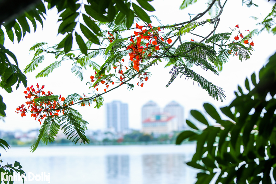 Hoa phượng kh&ocirc;ng nở l&aacute;c đ&aacute;c từng b&ocirc;ng m&agrave; thường đồng loạt bung tỏa từng ch&ugrave;m tạo n&ecirc;n vẻ đẹp cho hồ T&acirc;y.