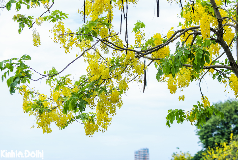 Muồng ho&agrave;ng yến chỉ nở duy nhất v&agrave;o m&ugrave;a H&egrave;, rực rỡ nhất từ giữa th&aacute;ng 5 đến giữa th&aacute;ng 7 h&agrave;ng năm.