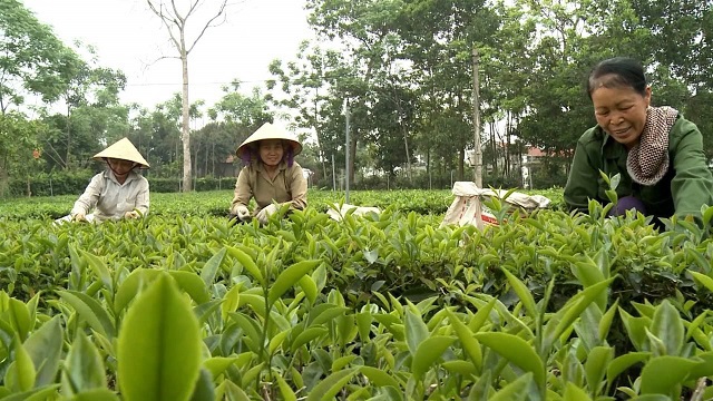 N&ocirc;ng d&acirc;n x&atilde; Ba Trại, huyện Ba V&igrave; thu h&aacute;i b&uacute;p ch&egrave;. Ảnh: Ng&ocirc; Thu