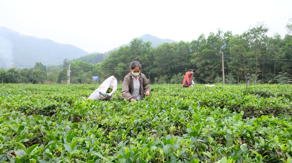 Th&agrave;nh vi&ecirc;n Hợp t&aacute;c x&atilde; N&ocirc;ng l&acirc;m nghiệp Bắc Sơn (huyện S&oacute;c Sơn) thu hoạch b&uacute;p ch&egrave; tươi. Ảnh: L&acirc;m Nguyễn.