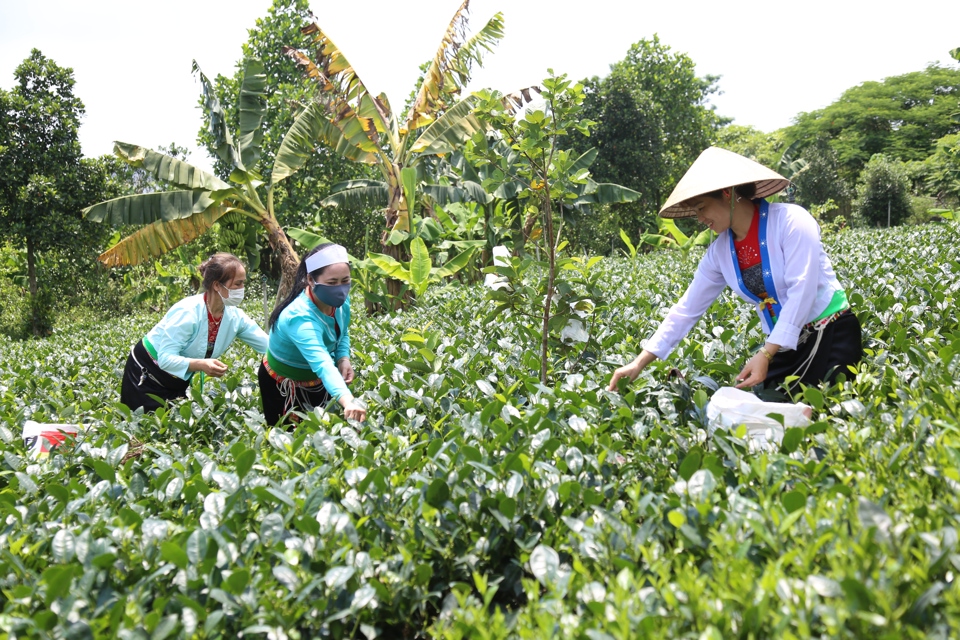 Thu hoạch chè tại xã Ba Trại, huyện Ba Vì. Ảnh: Thanh Hải