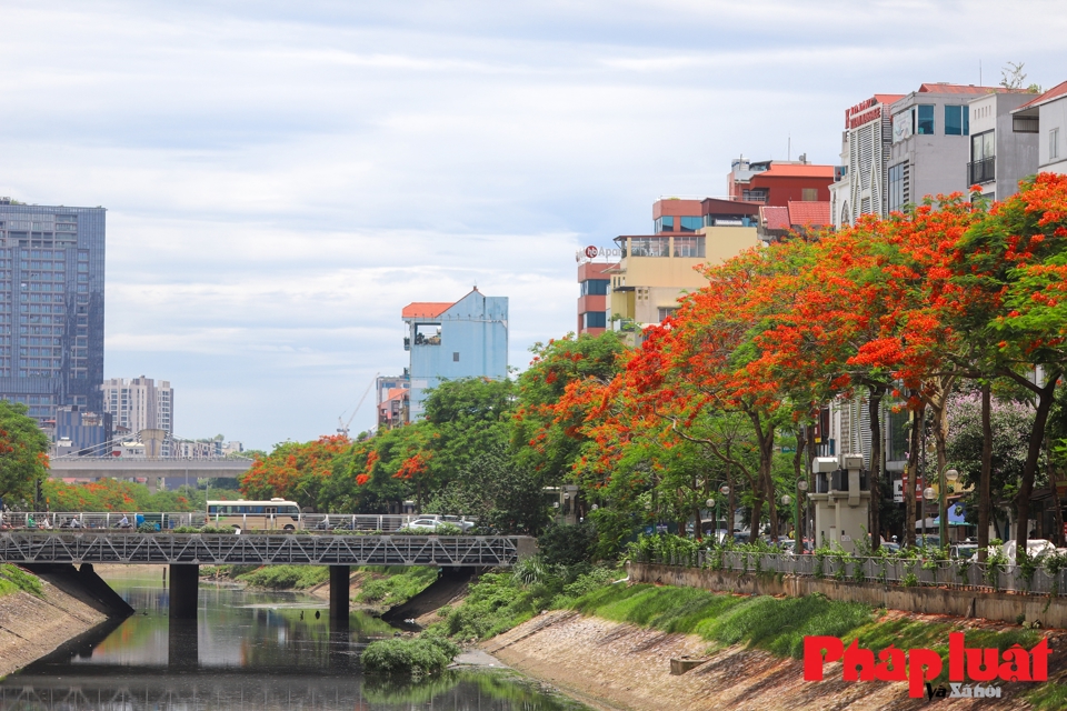 Những c&acirc;y phượng vươn cao toả b&oacute;ng m&aacute;t c&ugrave;ng với những ch&ugrave;m hoa bung nở rực rỡ hai b&ecirc;n bờ s&ocirc;ng T&ocirc; Lịch.