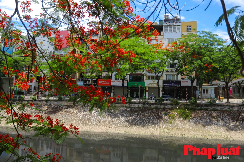 Hoa phượng vĩ tại nơi đ&acirc;y đ&atilde; nở từ những ng&agrave;y đầu th&aacute;ng 5, thời điểm nở rộ nhất l&agrave; thời điểm cuối th&aacute;ng 5, đầu th&aacute;ng 6.