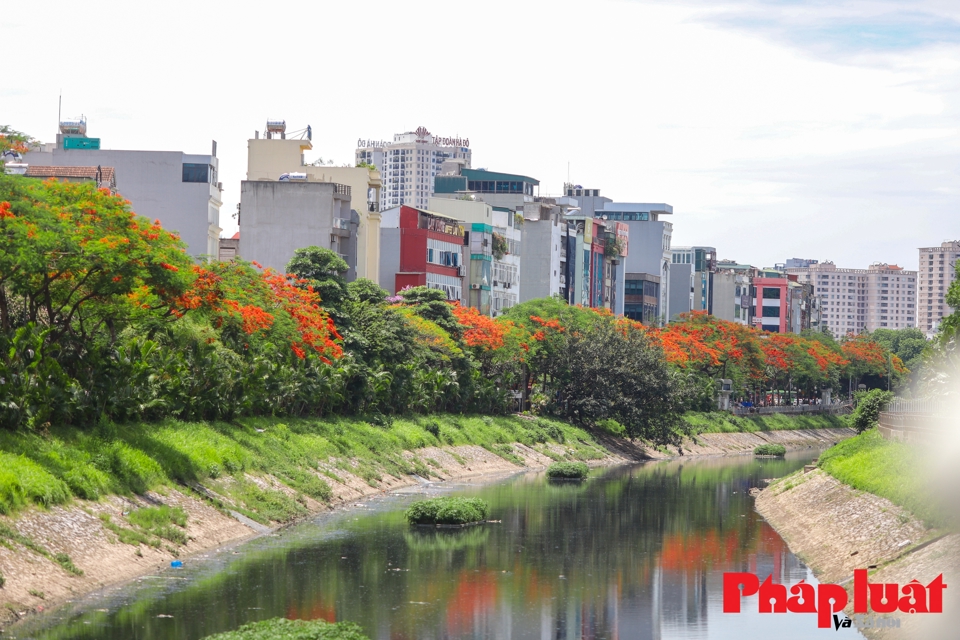 M&agrave;u đỏ rực rỡ bao phủ 2 b&ecirc;n bờ s&ocirc;ng T&ocirc; Lịch tạo n&ecirc;n một vẻ đẹp rất cuốn h&uacute;t.