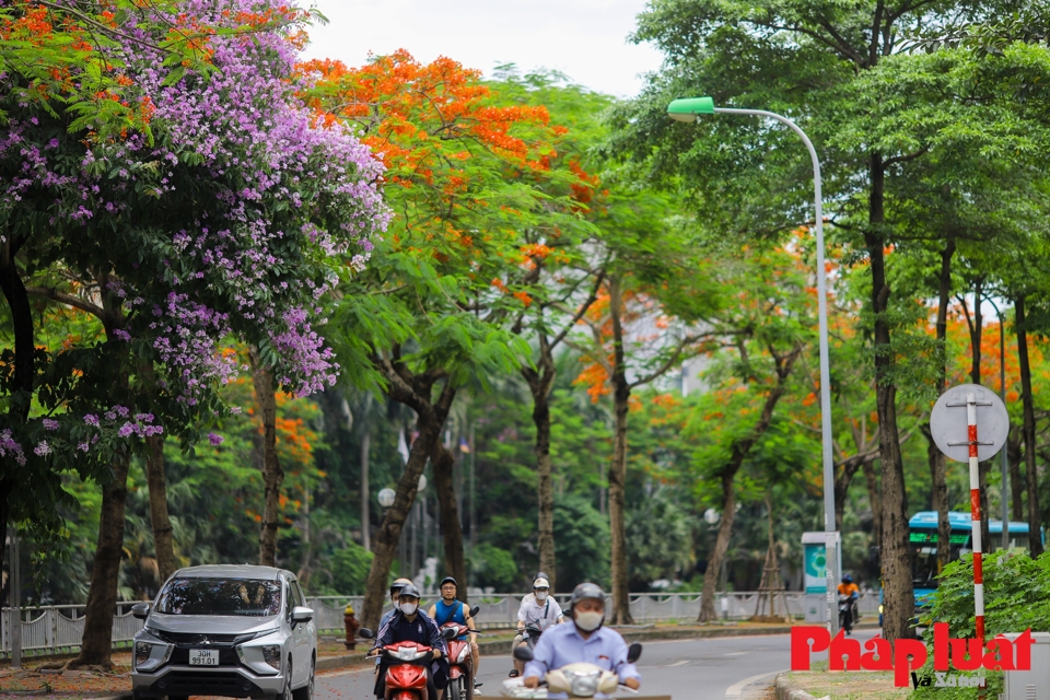 Sắc m&agrave;u m&ugrave;a hạ rực rỡ b&ecirc;n bờ s&ocirc;ng T&ocirc; Lịch.