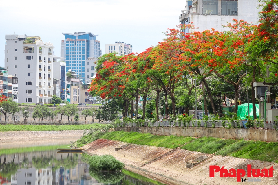 Phượng nở b&ecirc;n d&ograve;ng s&ocirc;ng T&ocirc; Lịch đ&atilde; mang lại một điều th&uacute; vị, sự đổi mới trong kh&ocirc;ng gian xanh của Thủ đ&ocirc;.