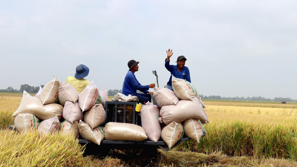 Gi&aacute; l&uacute;a gạo h&ocirc;m nay 4/6/2024: gạo N&agrave;ng Nhen cao nhất 30.000 đồng/kg. Ảnh minh họa.