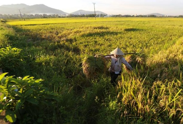 Giá lúa gạo hôm nay 11/6/2024: giá gạo giảm mạnh. Ảnh minh họa.