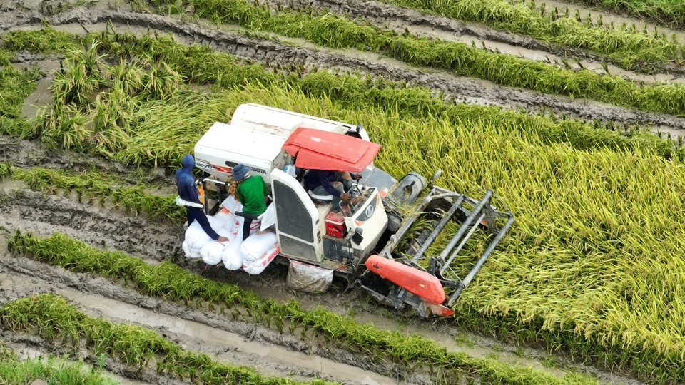 Thu hoạch lúa trên địa bàn huyện Đông Anh, ngày 10/6/2024. Ảnh: Phạm Hùng