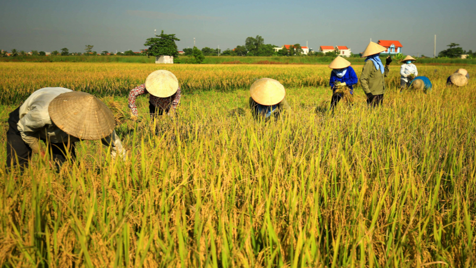 Gi&aacute; l&uacute;a gạo h&ocirc;m nay 12/6/2024: gi&aacute; gạo tăng, gi&aacute; l&uacute;a chững. Ảnh minh họa.