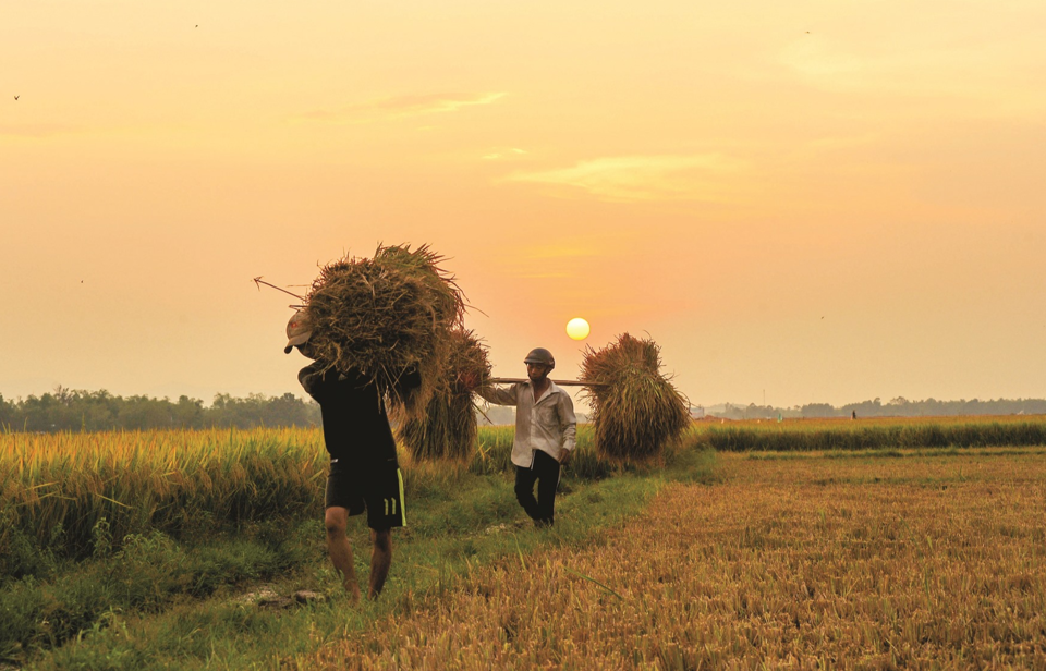 Gi&aacute; l&uacute;a gạo h&ocirc;m nay 13/6/2024: gi&aacute; gạo tiếp tục tăng nhẹ 50 đồng/kg. Ảnh minh họa.