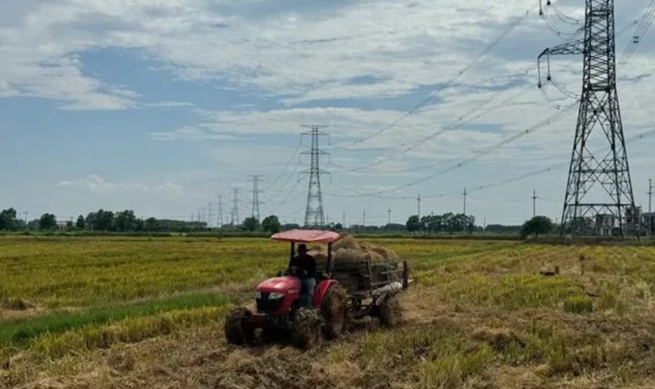 Trong khi đ&oacute;, việc thu gom v&agrave; cuộn rơm đ&atilde; được ứng dụng tr&ecirc;n nhiều c&aacute;nh đồng của tỉnh.