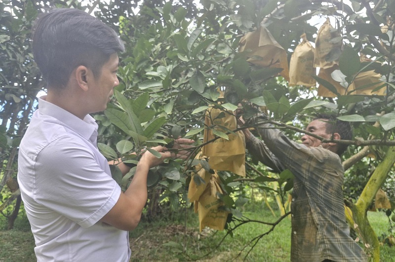 Người d&acirc;n huyện miền n&uacute;i Hương Kh&ecirc; tập trung bao bọc quả bưởi Ph&uacute;c Trạch ph&ograve;ng tr&aacute;nh nắng v&agrave; c&ocirc;n tr&ugrave;ng g&acirc;y hại