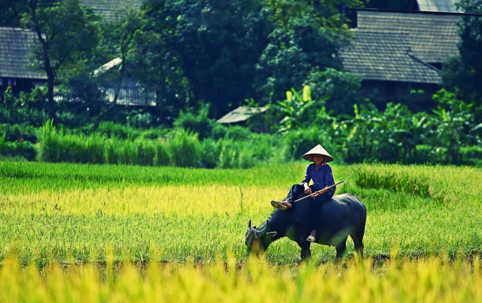 Gi&aacute; l&uacute;a gạo h&ocirc;m nay 16/6/2024: đồng loạt giảm nhẹ. Ảnh minh họa.