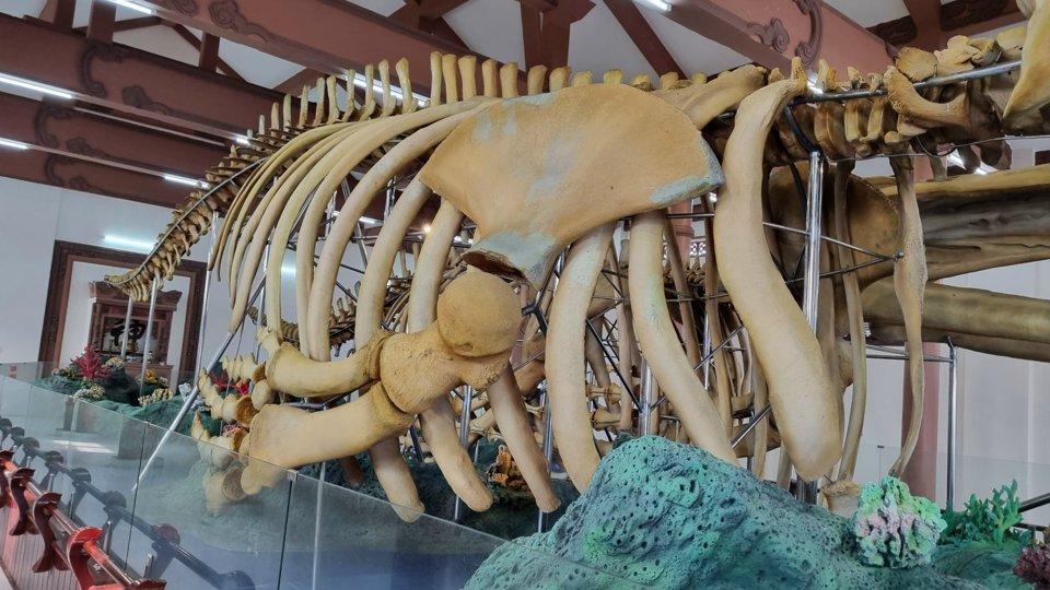 Hai bộ xương c&aacute; voi được người d&acirc;n L&yacute; Sơn g&igrave;n giữ từ khoảng 250 - 300 năm trước, với chiều d&agrave;i lần lượt 18m v&agrave; 22m, cao gần 4m.